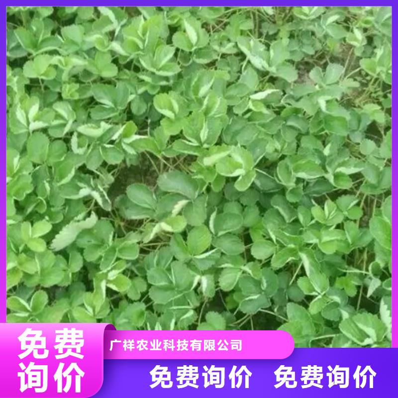 【草莓苗阳光玫瑰葡萄树苗源头工厂】