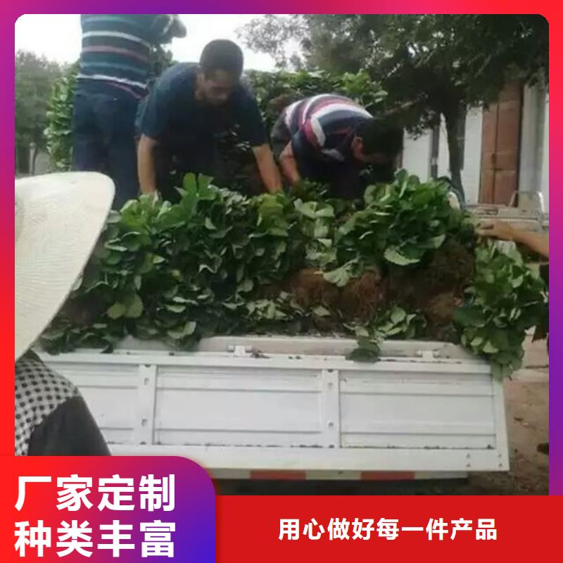 【草莓苗苹果苗认准大品牌厂家】