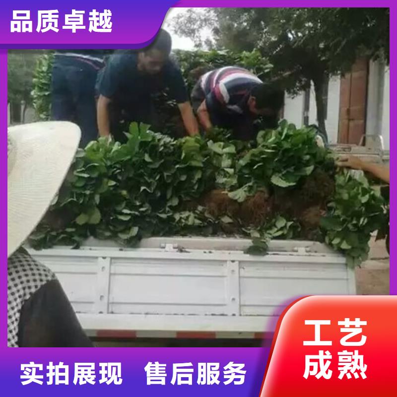 草莓苗樱桃苗现货满足大量采购