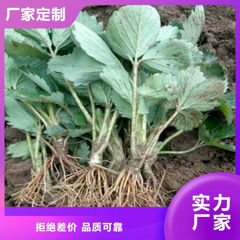 草莓苗【大棚草莓苗】高性价比