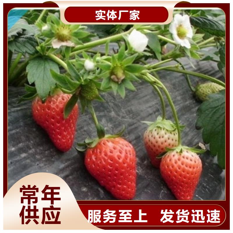 【草莓苗,梨树苗48小时发货】