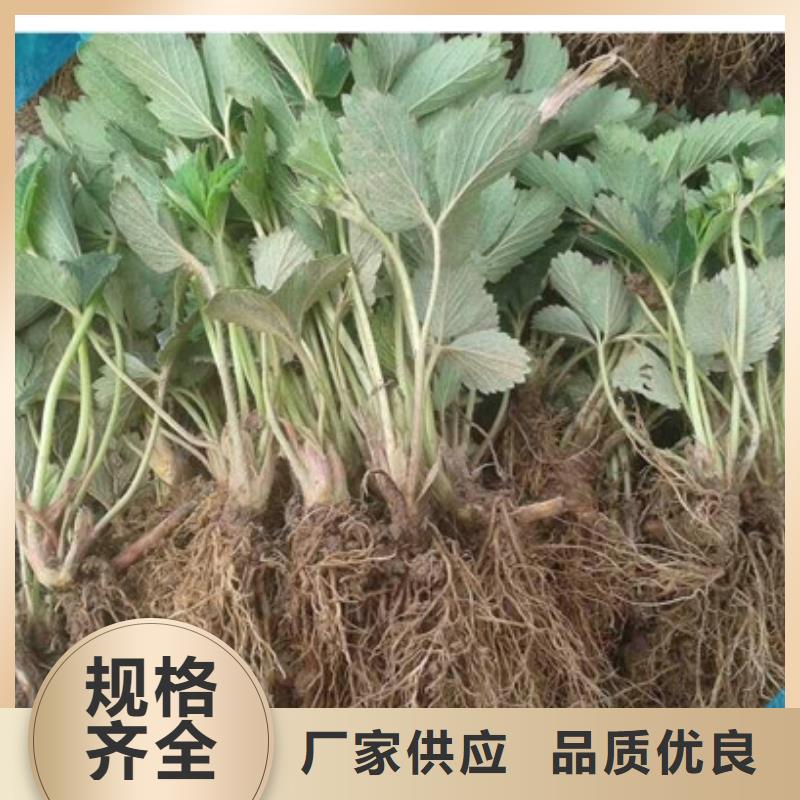 隋珠草莓苗、隋珠草莓苗生产厂家-本地商家