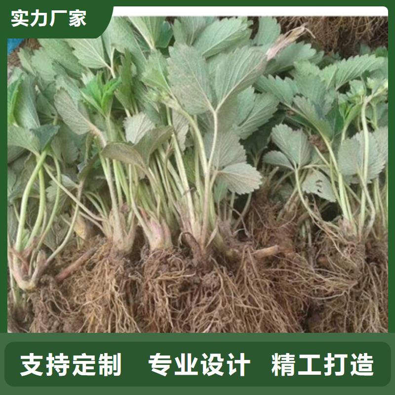 草莓苗品种低价批发