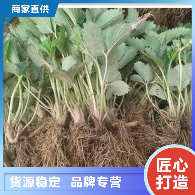 白果草莓苗哪里纯正