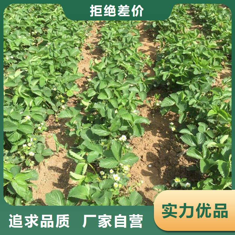 【草莓苗】草莓苗价格品质优良