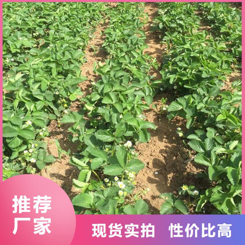 基地批发妙香草莓苗，妙香草莓苗基地批发