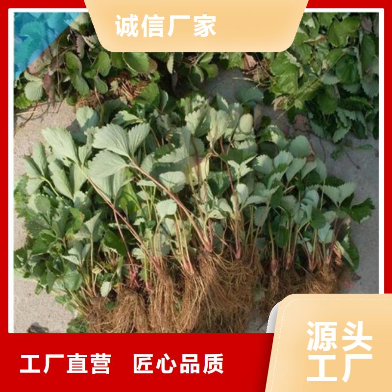 【草莓苗苹果苗认准大品牌厂家】