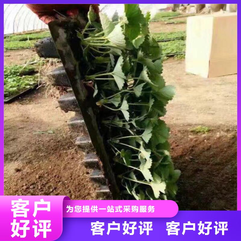 【草莓苗苹果苗认准大品牌厂家】