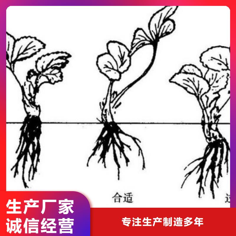 白果草莓苗哪里纯正