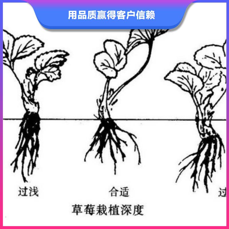 【草莓苗阳光玫瑰葡萄树苗源头工厂】