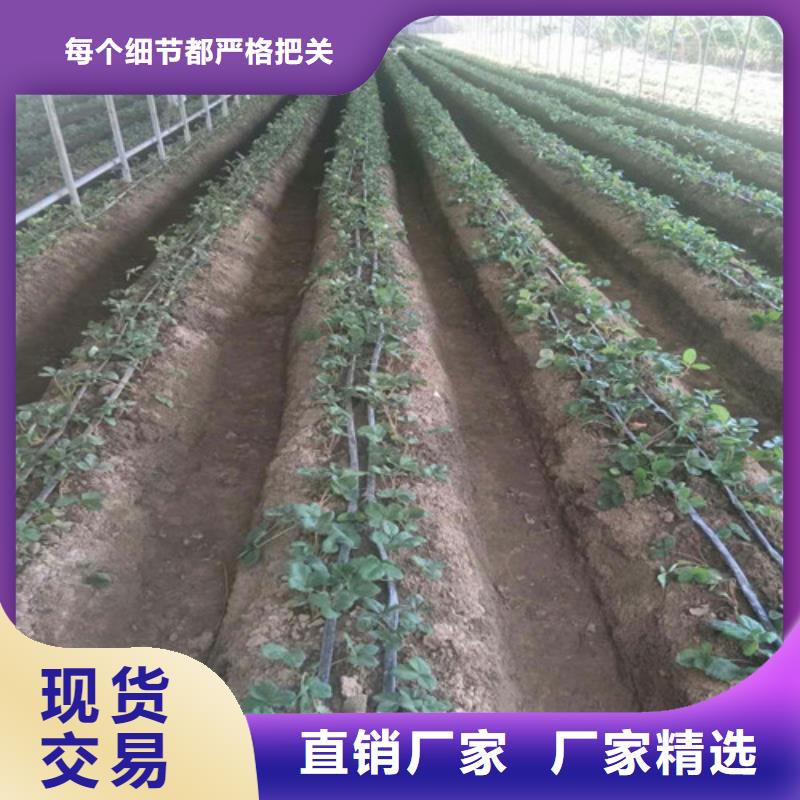 草莓苗果树苗品质值得信赖