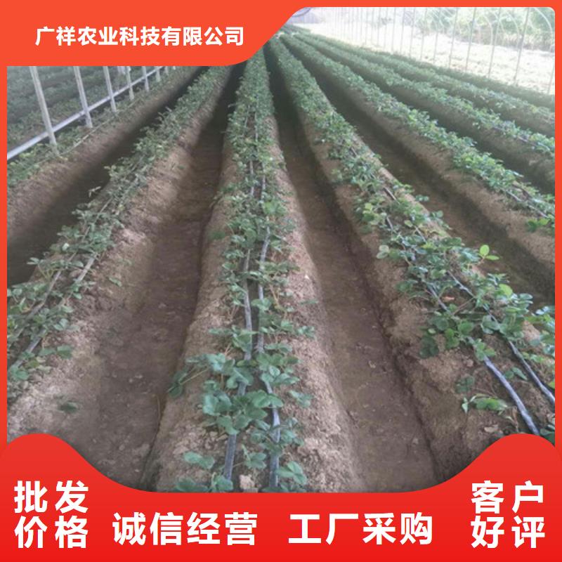 草莓苗火箭大樱桃树苗支持非标定制