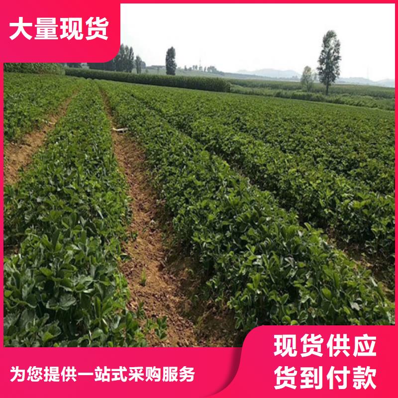 哪里买白果草莓苗，白果草莓苗基地批发