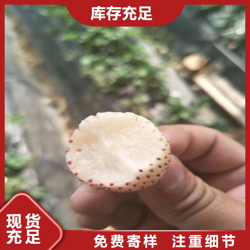 哪里卖白雪公主草莓苗，白雪公主草莓苗厂家供应