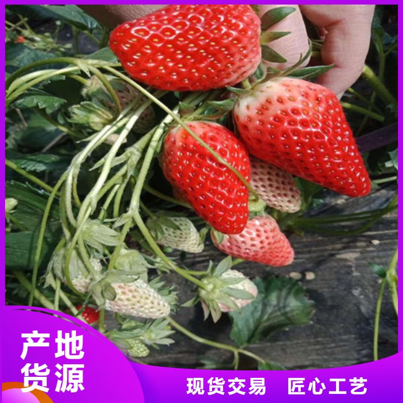 【草莓苗樱桃苗源厂直接供货】