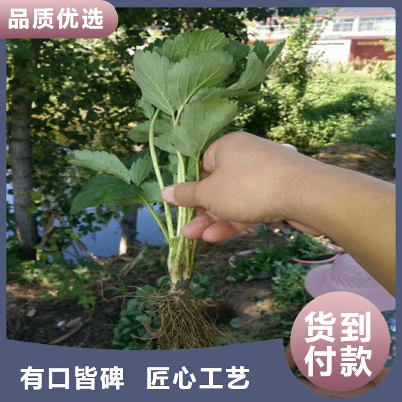 草莓苗草莓苗价格用心做好每一件产品