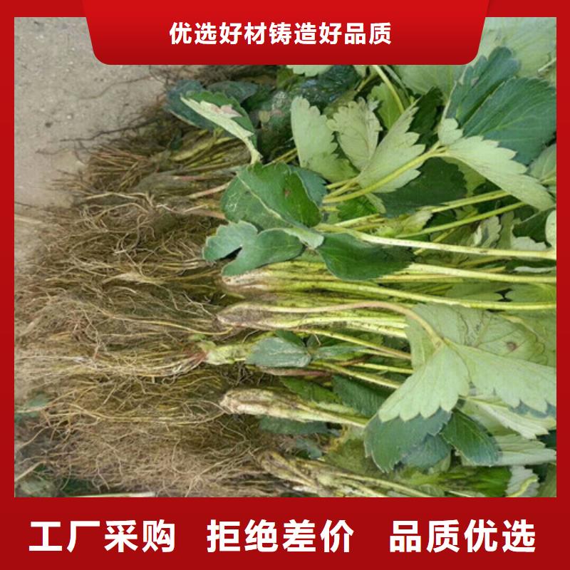 【草莓苗樱桃苗源厂直接供货】