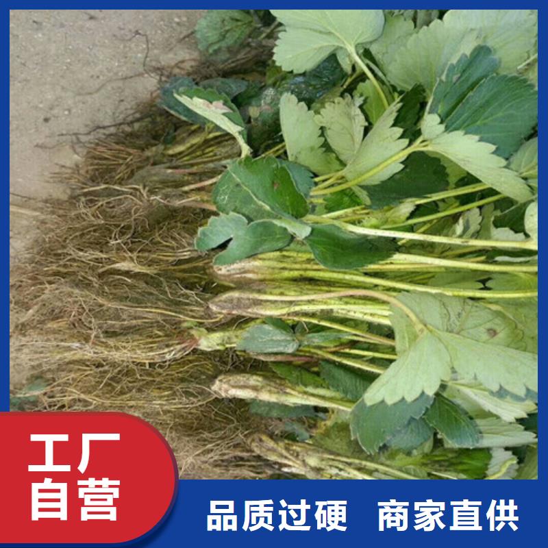 草莓苗大棚草莓苗来图定制