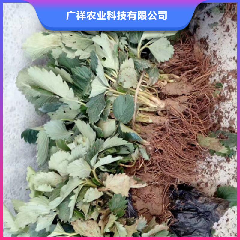 基地批发妙香草莓苗，妙香草莓苗基地批发