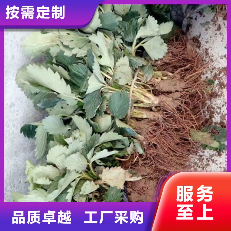 草莓苗梨树苗基地甄选好物