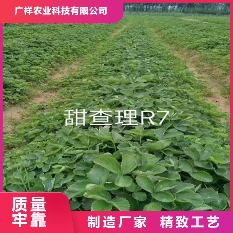 【草莓苗】黑珍珠草莓苗工厂采购