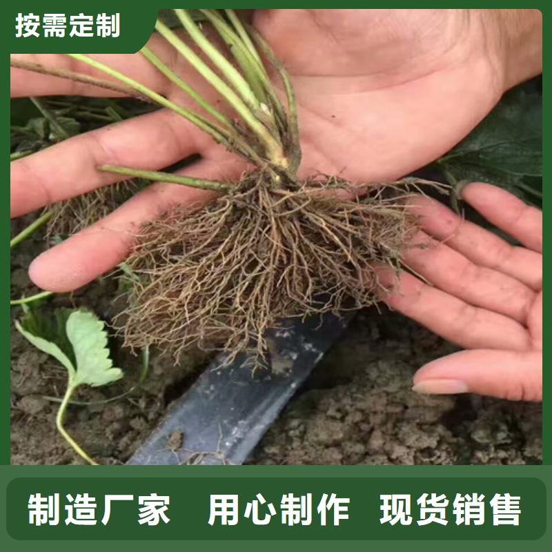 草莓苗大棚草莓苗免费寄样