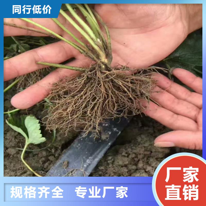 宁玉草莓苗