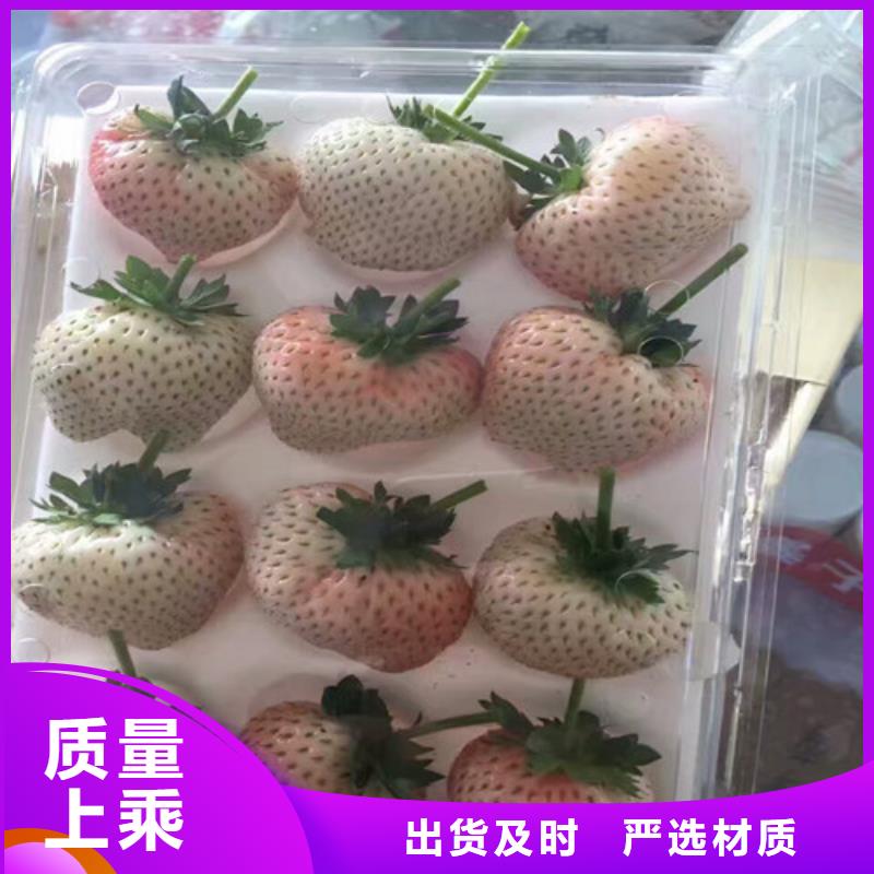 草莓苗草莓苗价格用心做好每一件产品