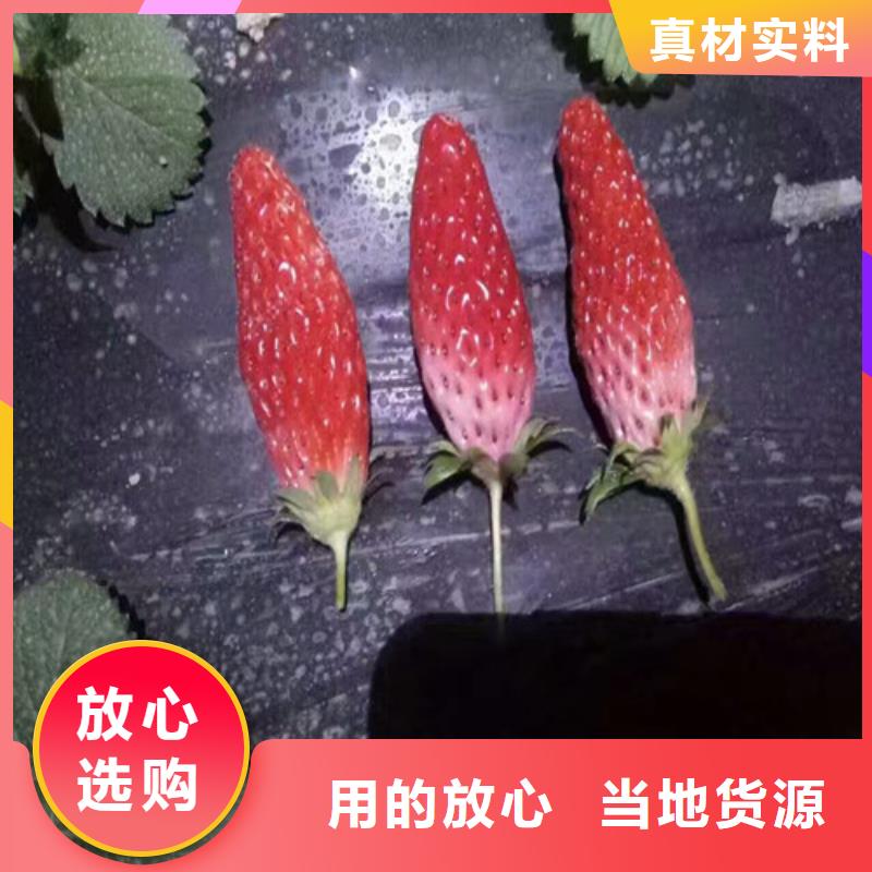 草莓苗苹果苗研发生产销售