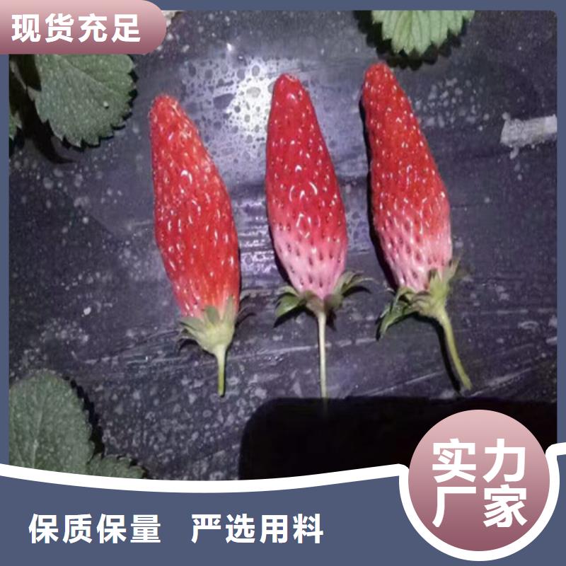 白草莓苗哪里纯正