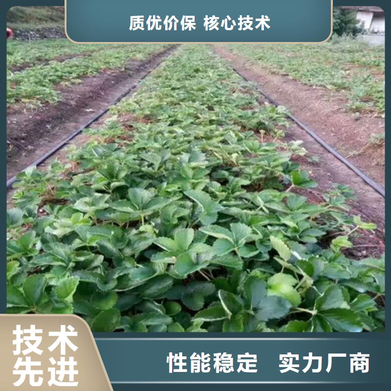 妙香7号草莓苗