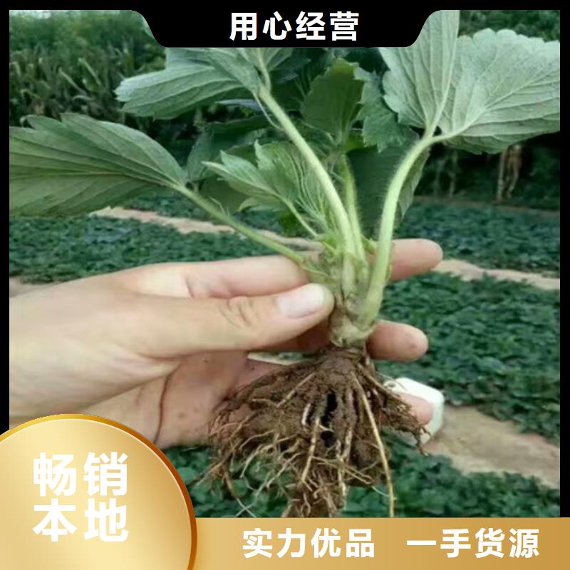 宁玉草莓苗