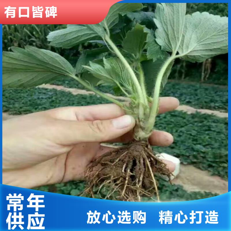 甜宝草莓苗精选商家