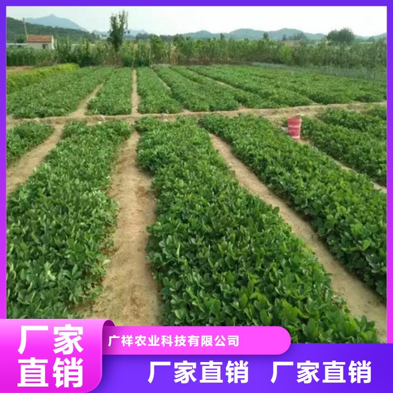 隋珠草莓苗保质保量