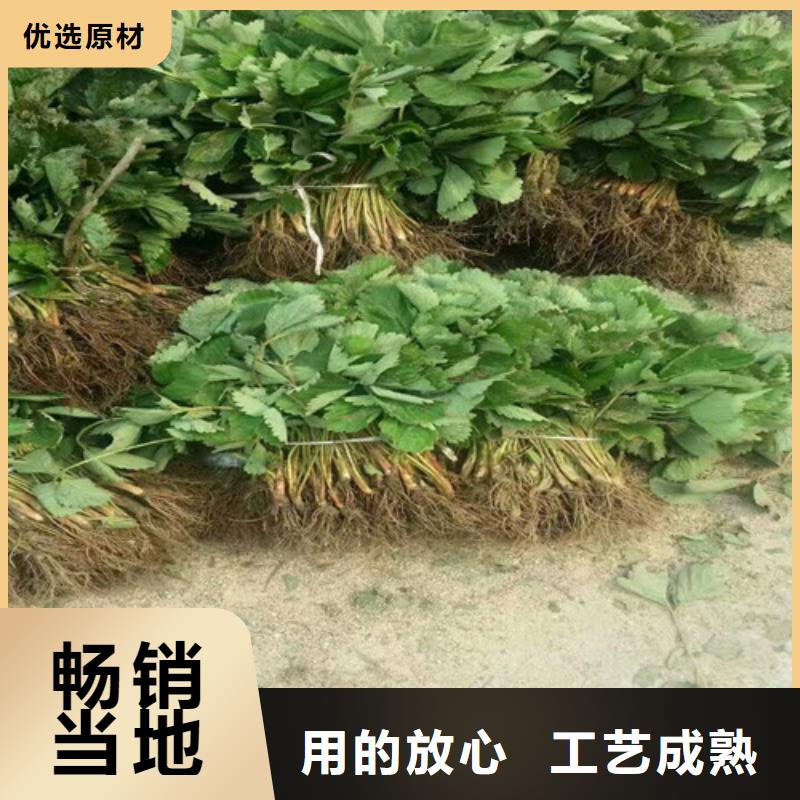 【草莓苗】草莓苗价格品质优良