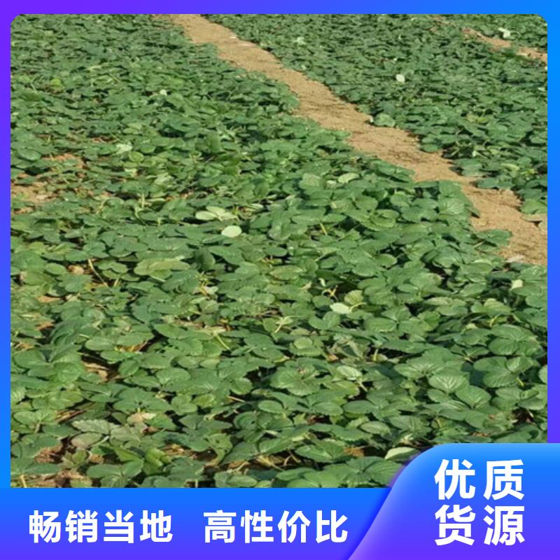 草莓苗【大棚草莓苗】高性价比