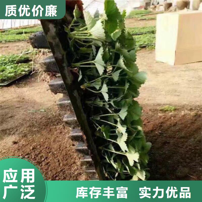 【草莓苗】草莓苗价格可零售可批发