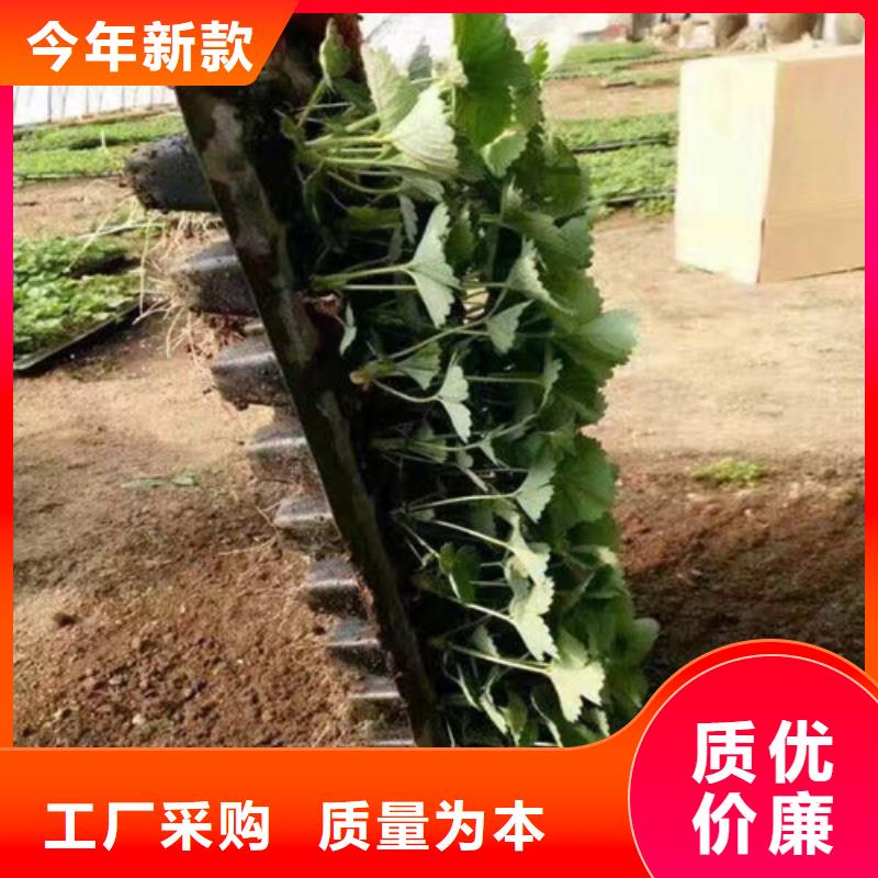 【草莓苗】蜂糖李子树苗生产加工