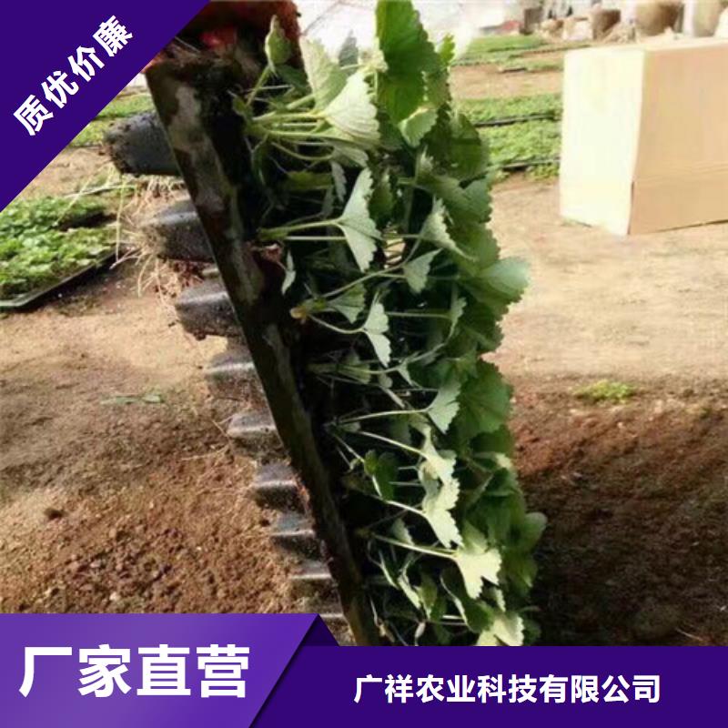 草莓苗草莓苗价格诚信经营质量保证