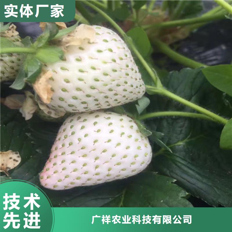 哪里买草莓苗品种，草莓苗品种低价批发