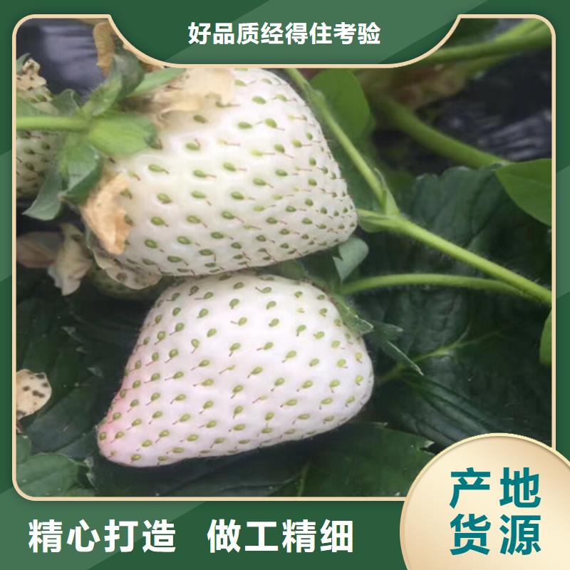 草莓苗_蜂糖李子树苗品质值得信赖