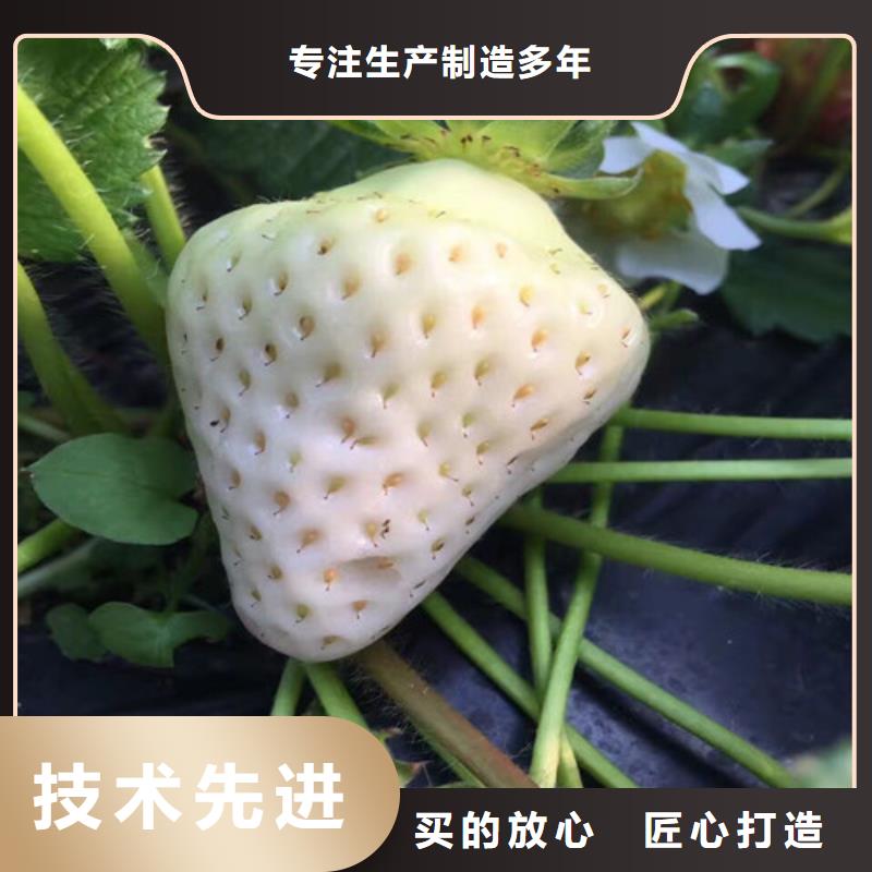 牛奶草莓苗