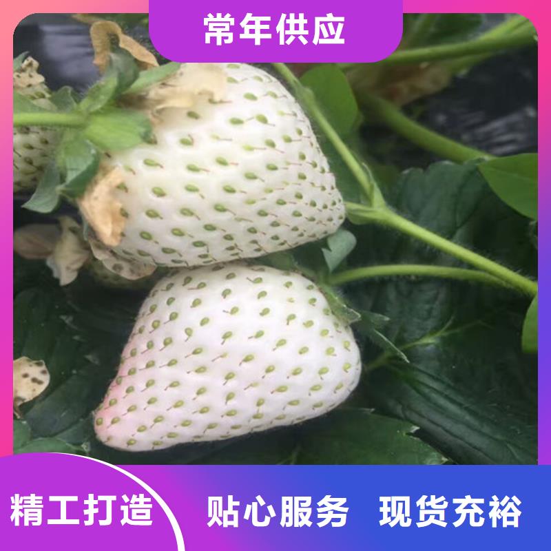 妙香7号草莓苗哪里纯正