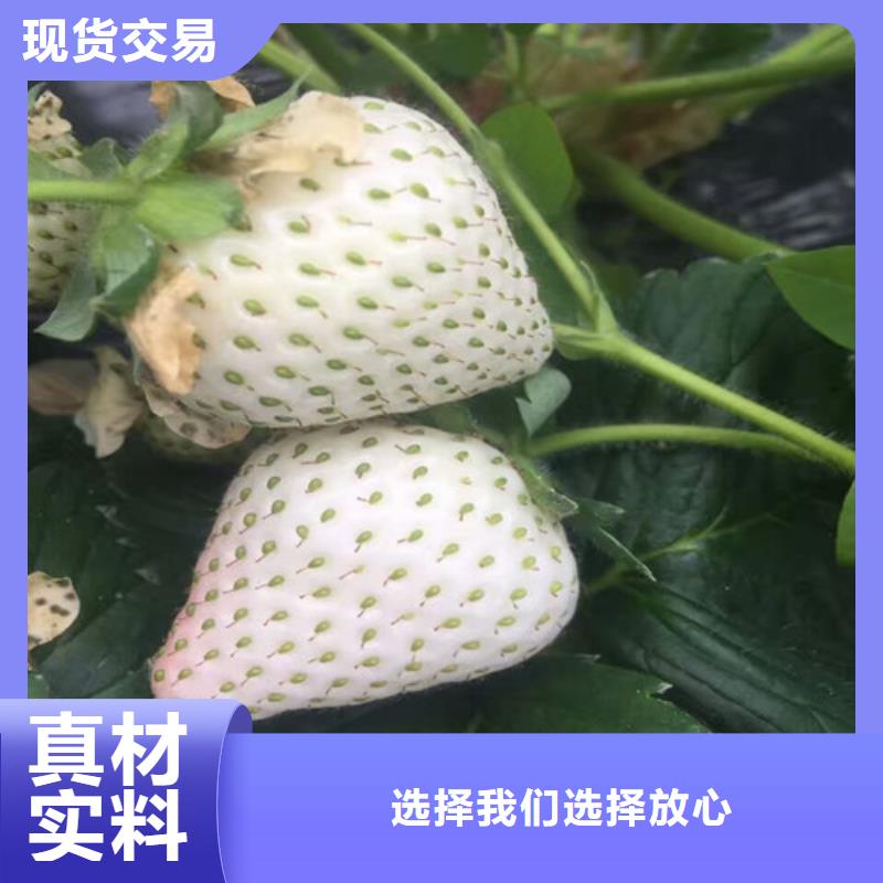 巧克力草莓苗种植条件