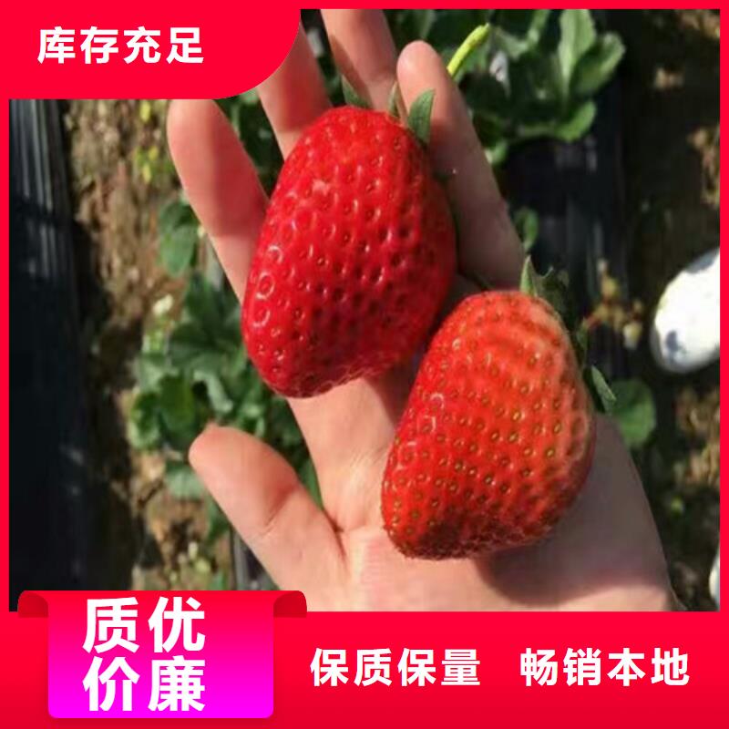 草莓苗品种多年经验