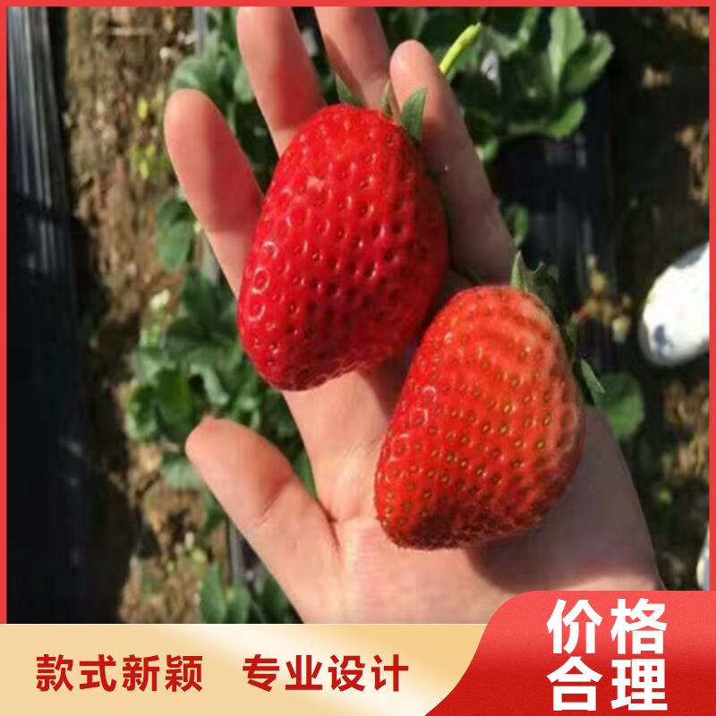 哪里买红颊草莓苗，红颊草莓苗哪里有种植的