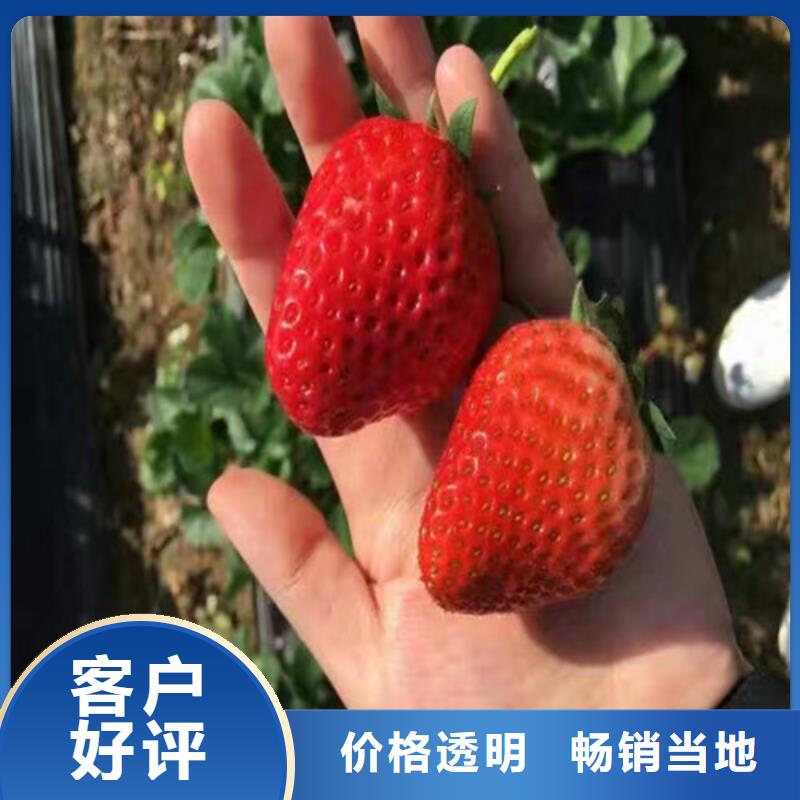 草莓苗草莓苗价格优选原材