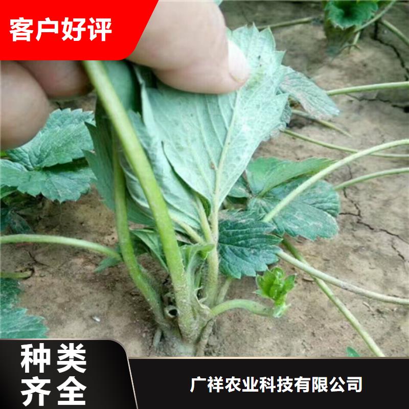 草莓苗【大棚草莓苗】高性价比