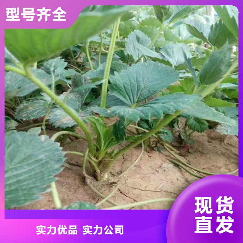 草莓苗火箭大樱桃树苗支持非标定制