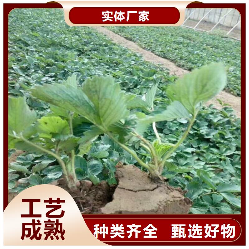 菠萝草莓苗实力雄厚